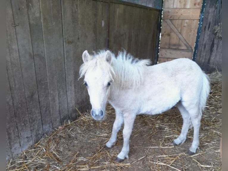 Shetland Ponys Hengst 1 Jahr 110 cm Schecke in Freren