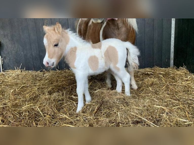 Shetland Ponys Hengst 1 Jahr 110 cm Schecke in Freren