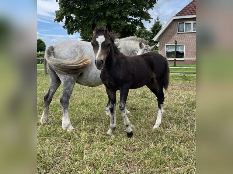 Shetland Ponys Hengst 1 Jahr 110 cm Schecke in Freren