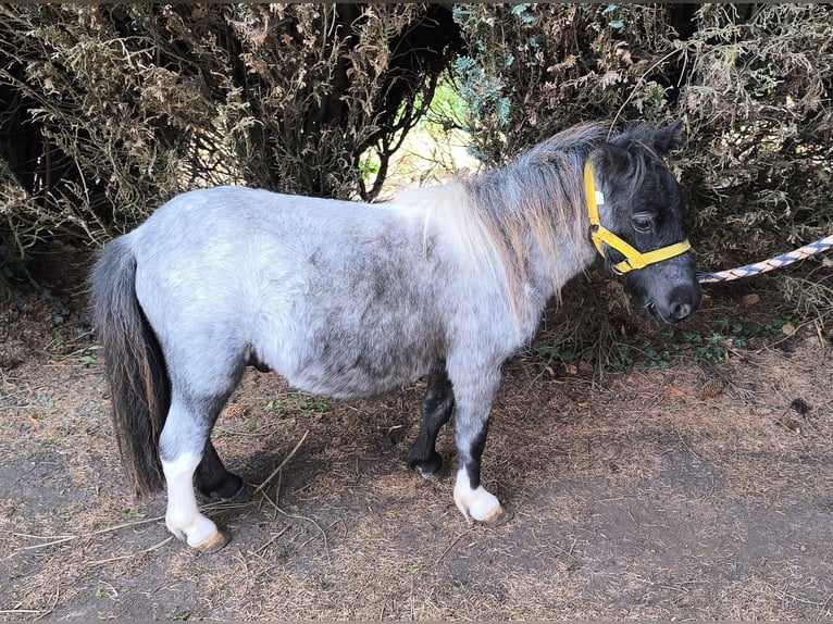 Shetland Ponys Hengst 1 Jahr 110 cm Schecke in Freren