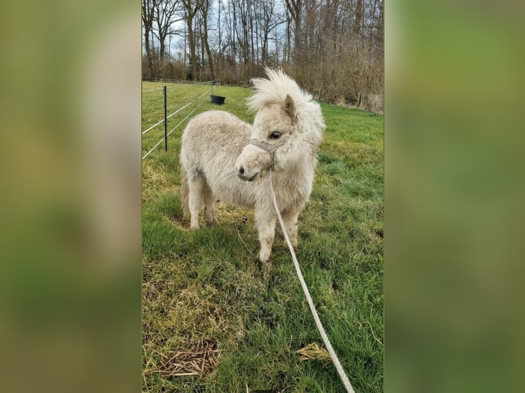 Shetland Ponys Hengst 1 Jahr 110 cm Schecke in Freren