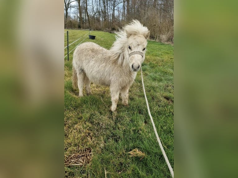 Shetland Ponys Hengst 1 Jahr 110 cm Schecke in Freren
