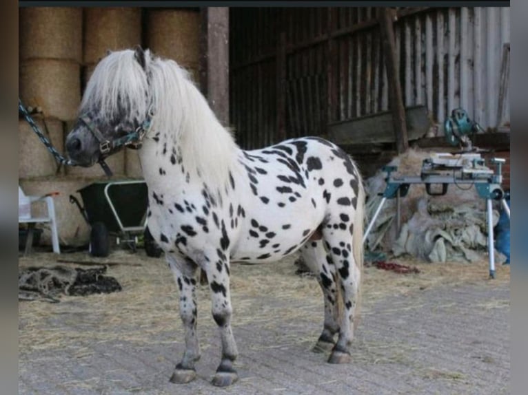 Shetland Ponys Hengst 1 Jahr 110 cm Schecke in Freren