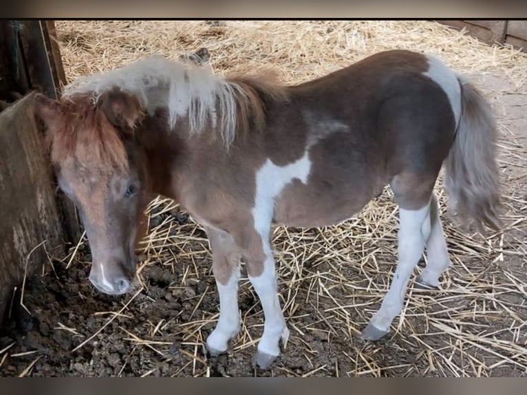 Shetland Ponys Hengst 1 Jahr 110 cm Schecke in Freren