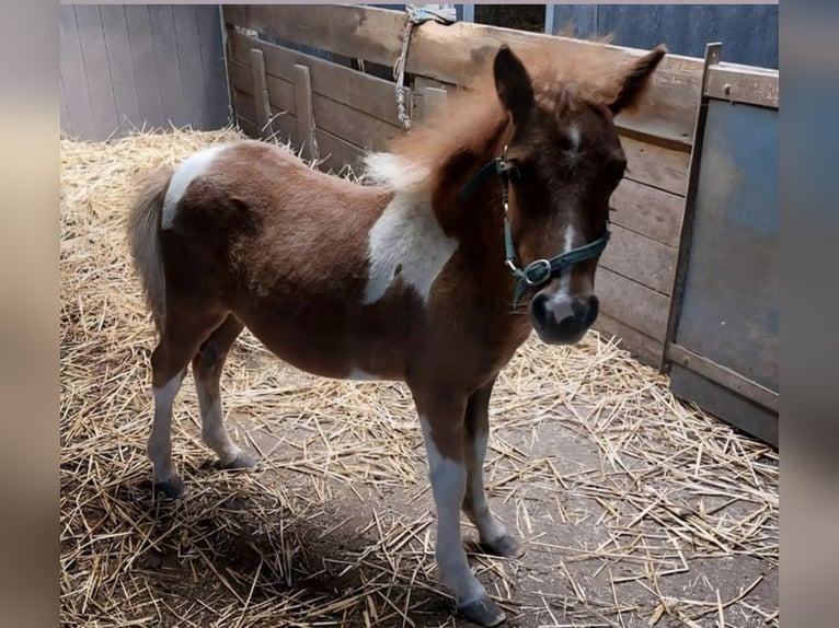 Shetland Ponys Hengst 1 Jahr 110 cm Schecke in Freren