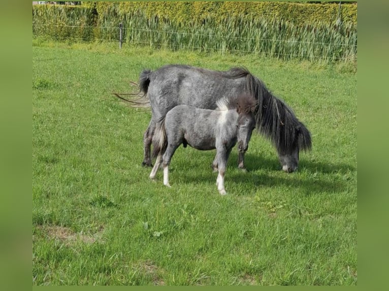 Shetland Ponys Hengst 1 Jahr 110 cm Schecke in Freren