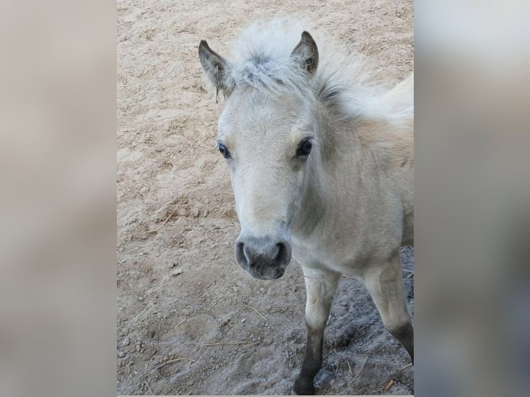 Shetland Ponys Hengst 1 Jahr 110 cm Schecke in Freren
