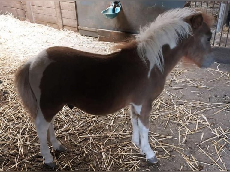 Shetland Ponys Hengst 1 Jahr 110 cm Schecke in Freren
