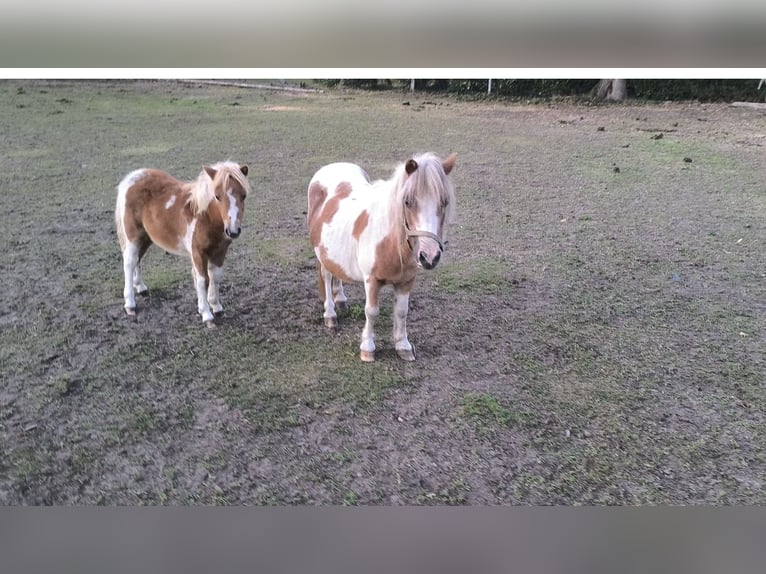 Shetland Ponys Hengst 1 Jahr 110 cm Schecke in Freren