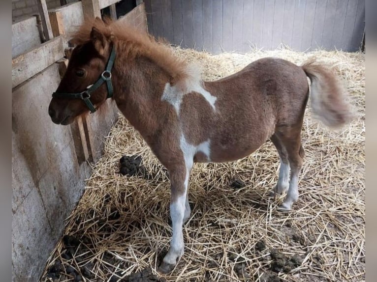 Shetland Ponys Hengst 1 Jahr 110 cm Schecke in Freren