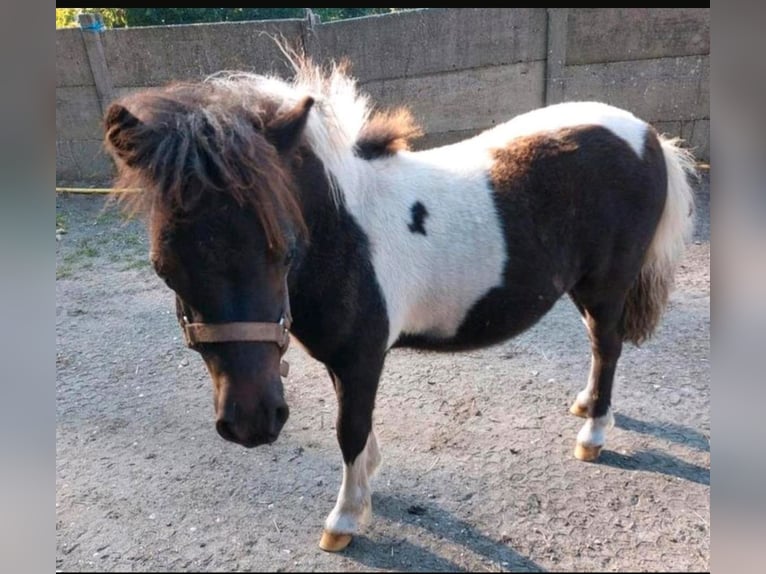 Shetland Ponys Hengst 1 Jahr 110 cm Schecke in Freren