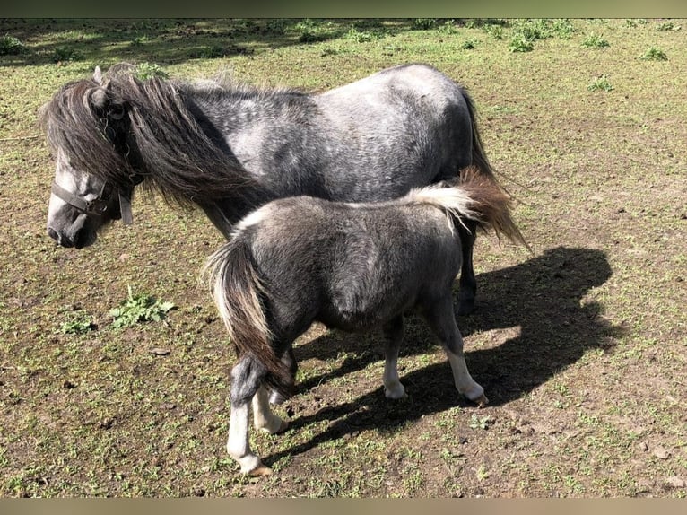 Shetland Ponys Hengst 1 Jahr 110 cm Schecke in Freren