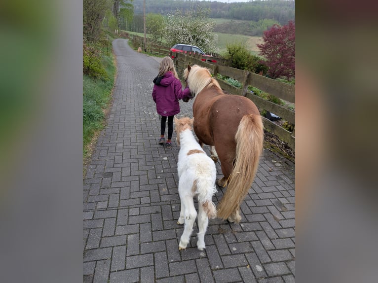 Shetland Ponys Hengst 1 Jahr 112 cm Schecke in LüdenscheidLüdenscheid