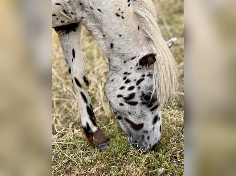 Shetland Ponys Hengst 1 Jahr 113 cm Tigerschecke in Gro&#xDF; Molzahn
