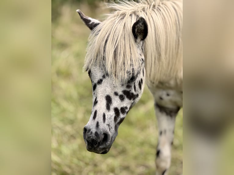 Shetland Ponys Hengst 1 Jahr 113 cm Tigerschecke in Gro&#xDF; Molzahn