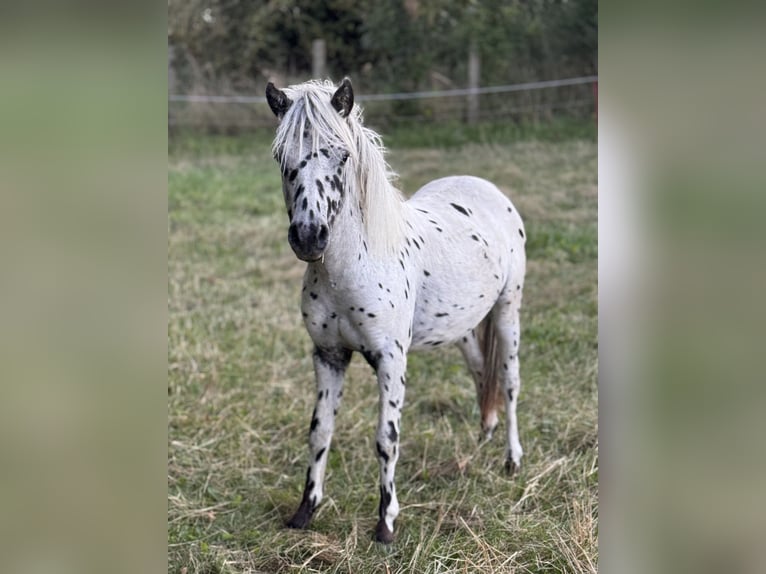 Shetland Ponys Hengst 1 Jahr 113 cm Tigerschecke in Gro&#xDF; Molzahn