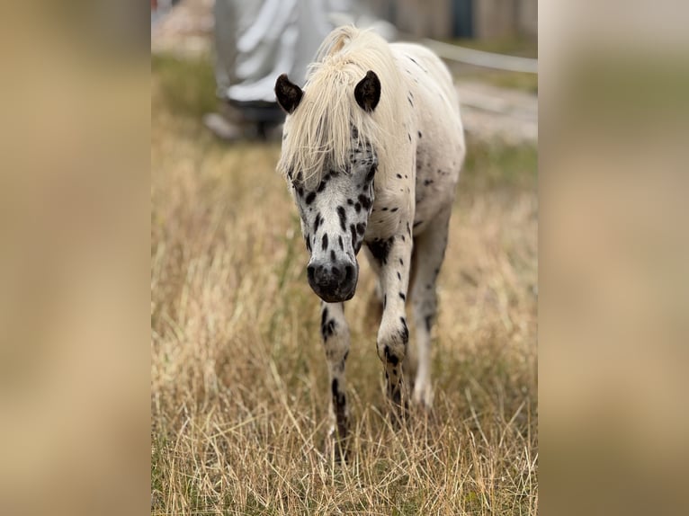 Shetland Ponys Hengst 1 Jahr 113 cm Tigerschecke in Gro&#xDF; Molzahn