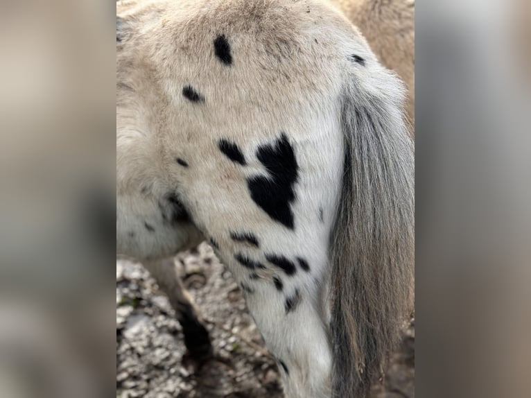 Shetland Ponys Hengst 1 Jahr 113 cm Tigerschecke in Gro&#xDF; Molzahn