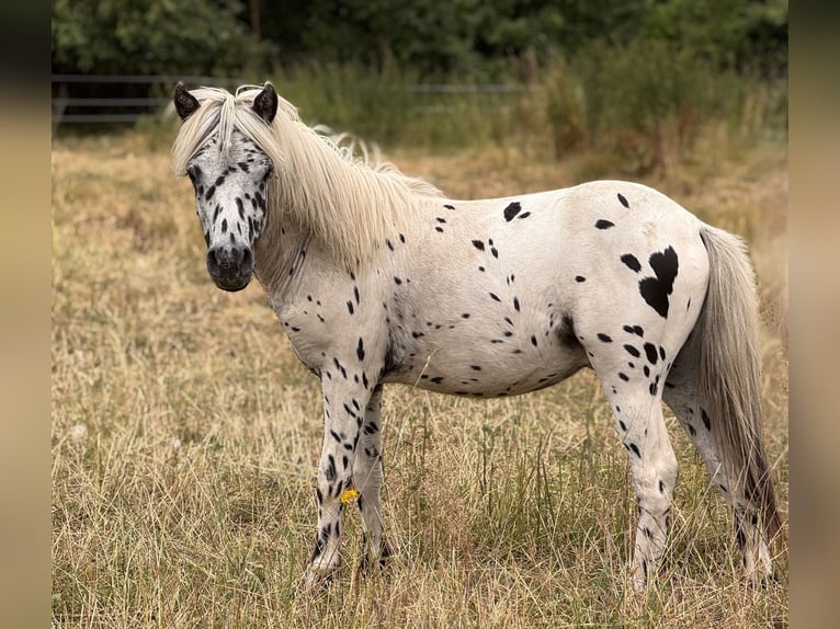Shetland Ponys Hengst 1 Jahr 113 cm Tigerschecke in Gro&#xDF; Molzahn