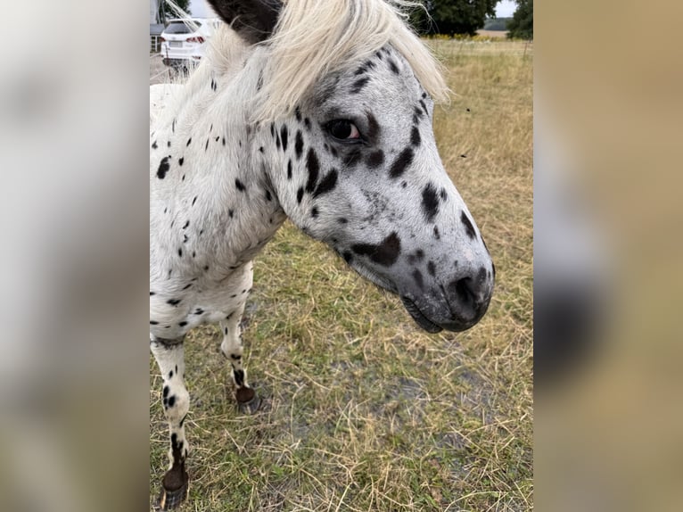 Shetland Ponys Hengst 1 Jahr 113 cm Tigerschecke in Gro&#xDF; Molzahn