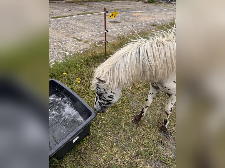 Shetland Ponys Hengst 1 Jahr 113 cm Tigerschecke in Gro&#xDF; Molzahn