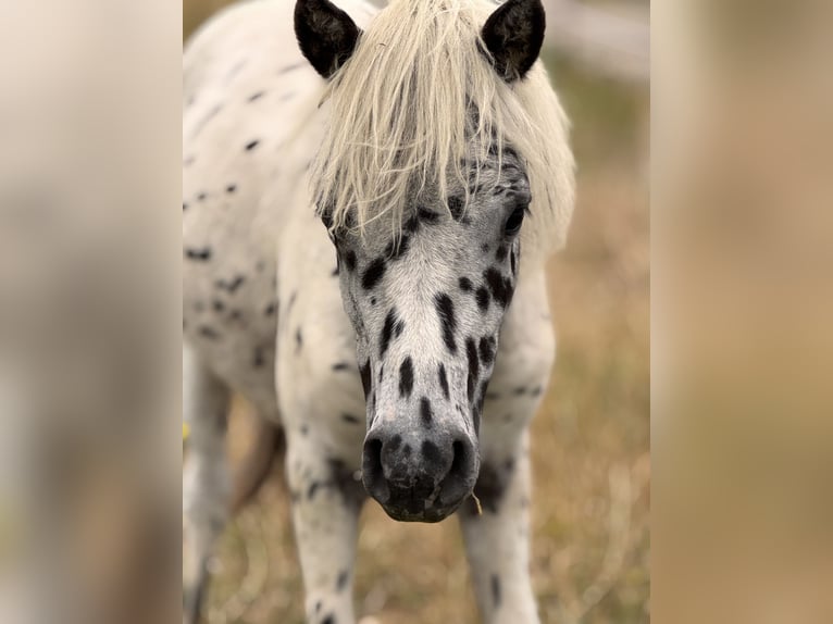 Shetland Ponys Hengst 1 Jahr 113 cm Tigerschecke in Gro&#xDF; Molzahn