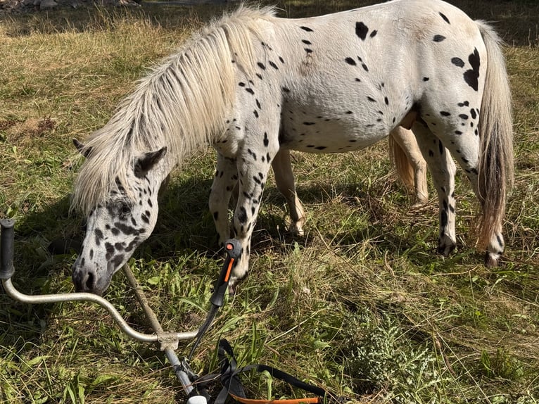 Shetland Ponys Hengst 1 Jahr 113 cm Tigerschecke in Gro&#xDF; Molzahn