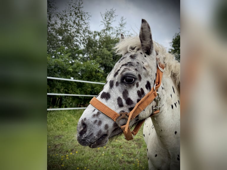 Shetland Ponys Hengst 1 Jahr 115 cm Tigerschecke in Gudow