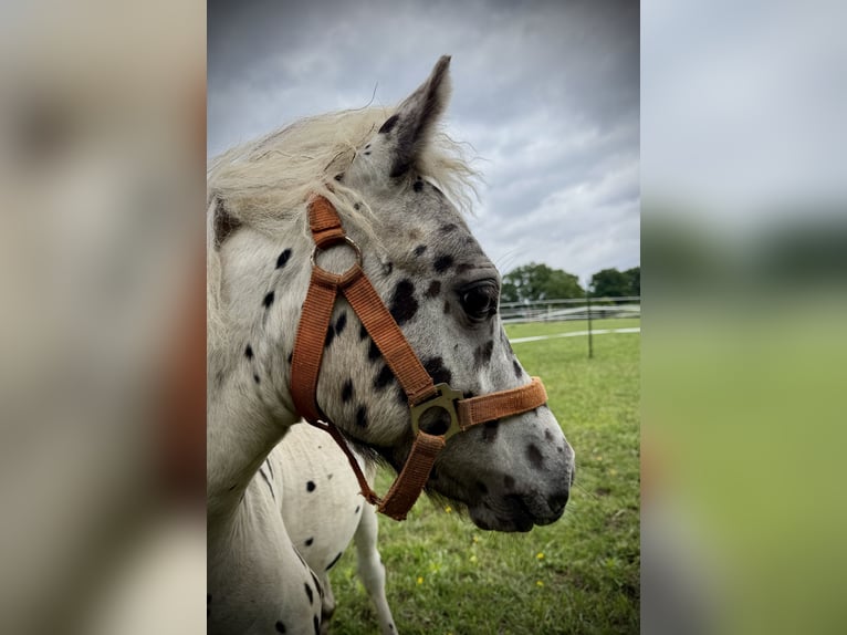 Shetland Ponys Hengst 1 Jahr 115 cm Tigerschecke in Gudow