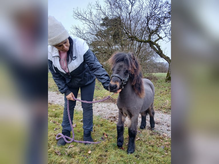 Shetland Ponys Hengst 1 Jahr 80 cm Brauner in Hästveda