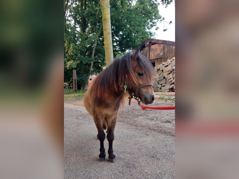 Shetland Ponys Hengst 1 Jahr 80 cm Dunkelbrauner in Susteren