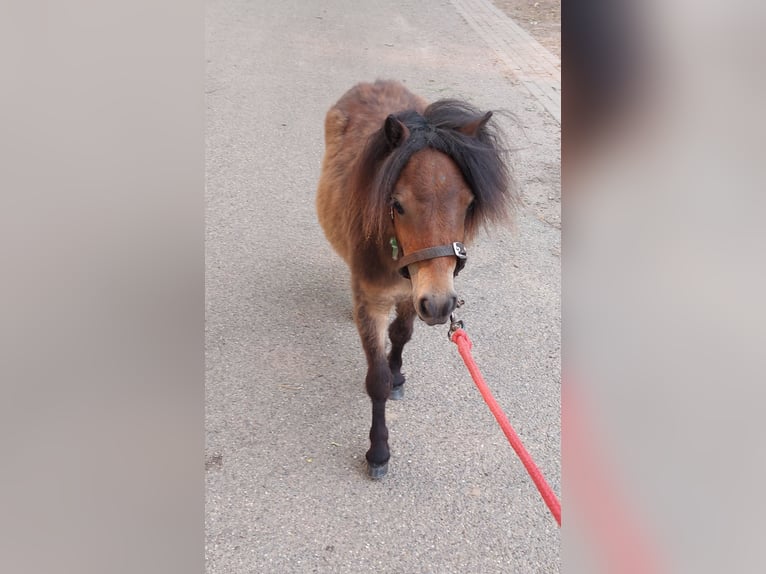 Shetland Ponys Hengst 1 Jahr 80 cm Dunkelbrauner in Susteren