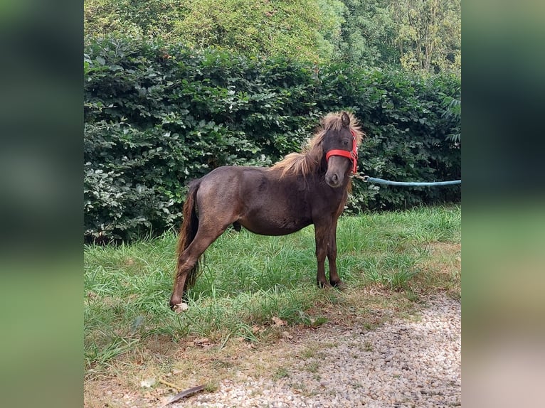 Shetland Ponys Hengst 1 Jahr 80 cm in Susteren