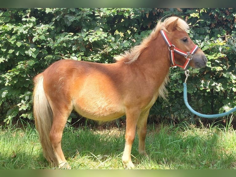 Shetland Ponys Hengst 1 Jahr 80 cm in Susteren