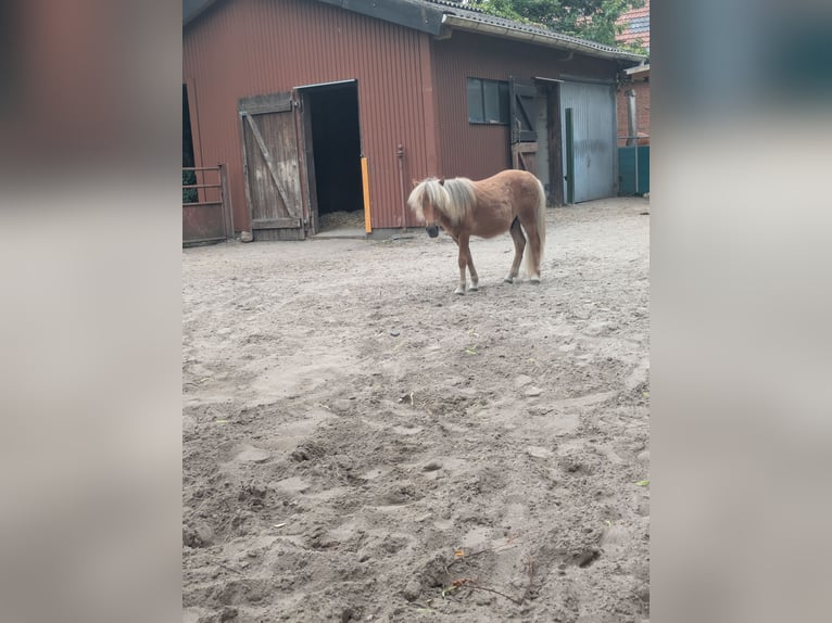 Shetland Ponys Hengst 1 Jahr 80 cm Fuchs in Schwanewede