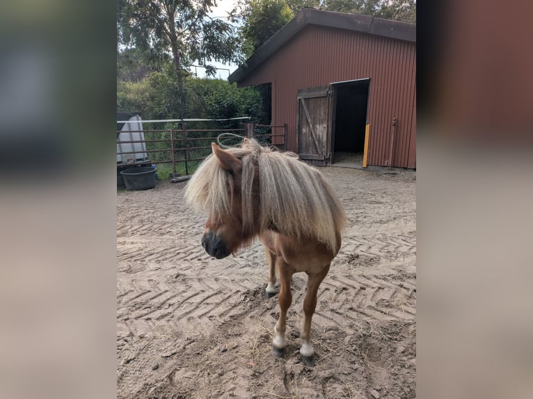 Shetland Ponys Hengst 1 Jahr 80 cm Fuchs in Schwanewede