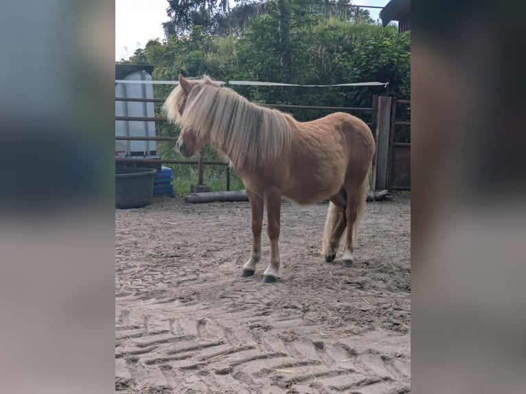 Shetland Ponys Hengst 1 Jahr 80 cm Fuchs in Schwanewede