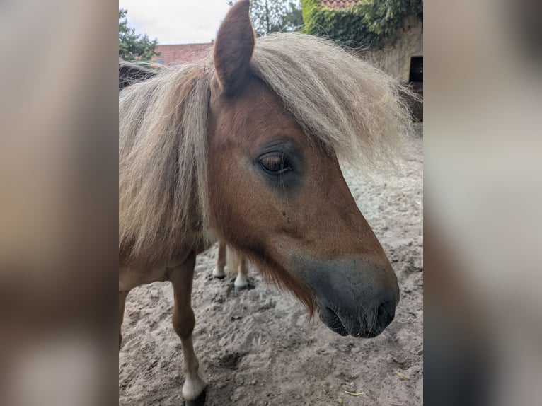 Shetland Ponys Hengst 1 Jahr 80 cm Fuchs in Schwanewede