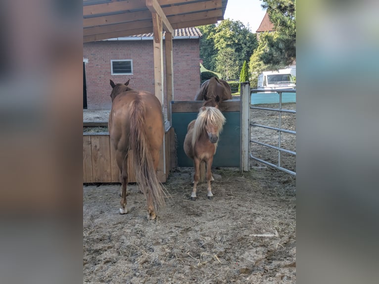 Shetland Ponys Hengst 1 Jahr 80 cm Fuchs in Schwanewede