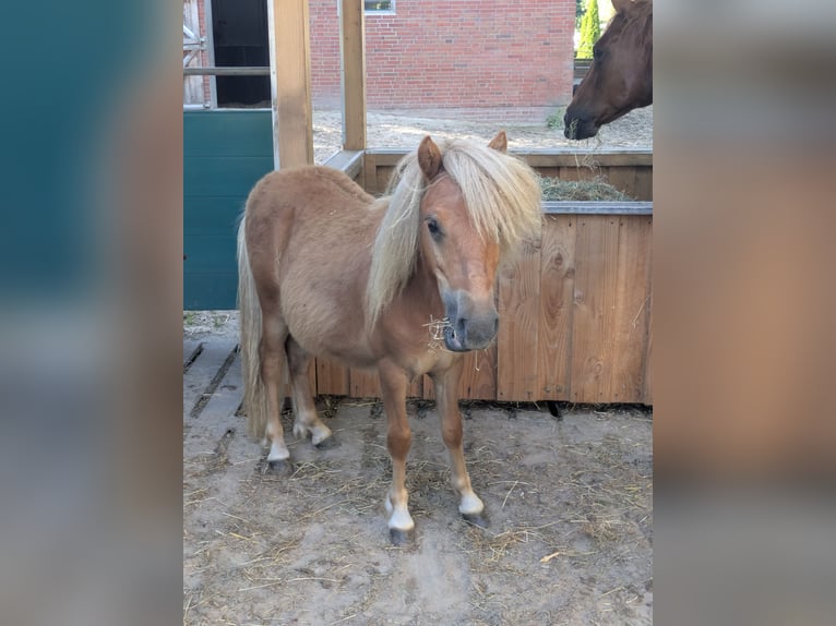 Shetland Ponys Hengst 1 Jahr 80 cm Fuchs in Schwanewede