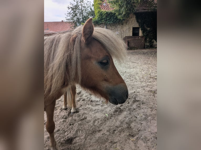 Shetland Ponys Hengst 1 Jahr 80 cm Fuchs in Schwanewede