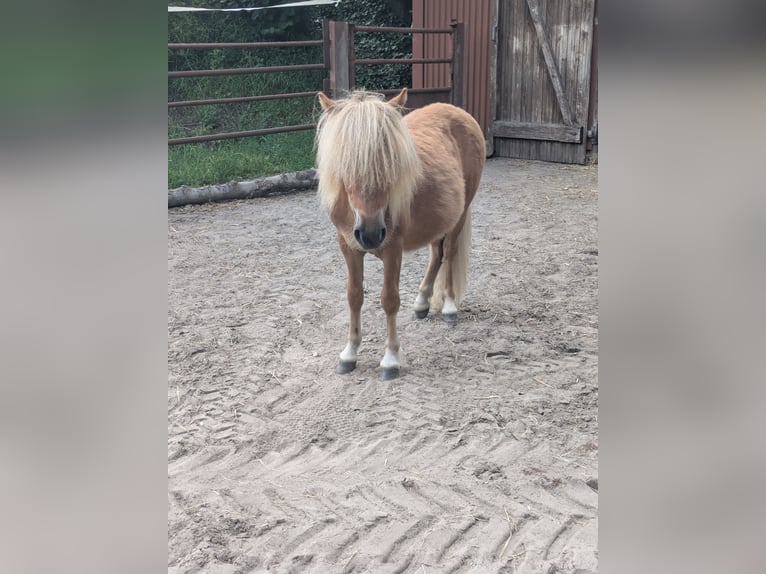 Shetland Ponys Hengst 1 Jahr 80 cm Fuchs in Schwanewede