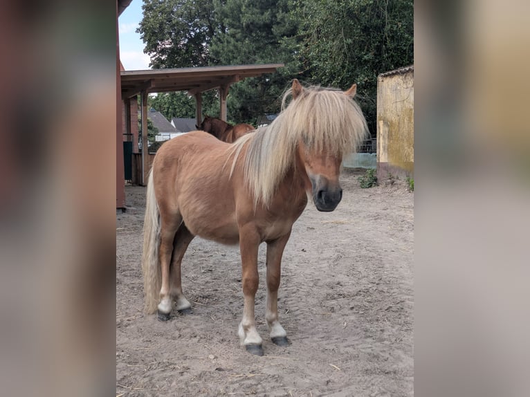 Shetland Ponys Hengst 1 Jahr 80 cm Fuchs in Schwanewede