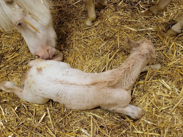 Shetland Ponys Hengst 1 Jahr 80 cm Tigerschecke in Wabern