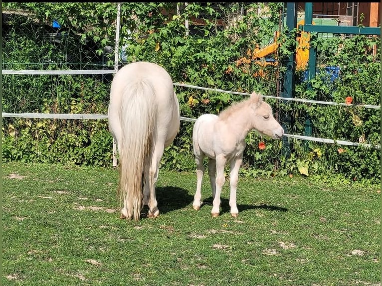 Shetland Ponys Hengst 1 Jahr 80 cm Tigerschecke in Wabern
