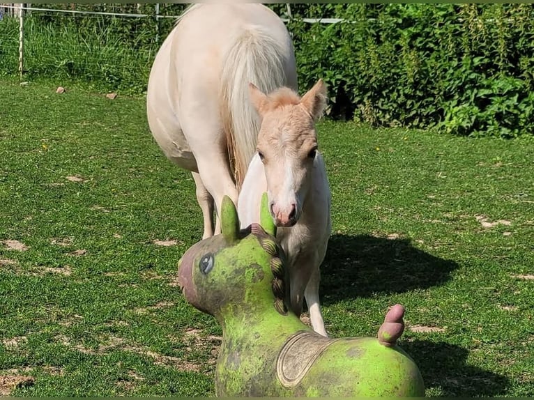 Shetland Ponys Hengst 1 Jahr 80 cm Tigerschecke in Wabern