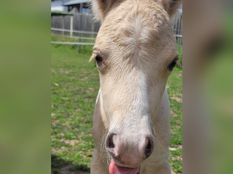Shetland Ponys Hengst 1 Jahr 80 cm Tigerschecke in Wabern