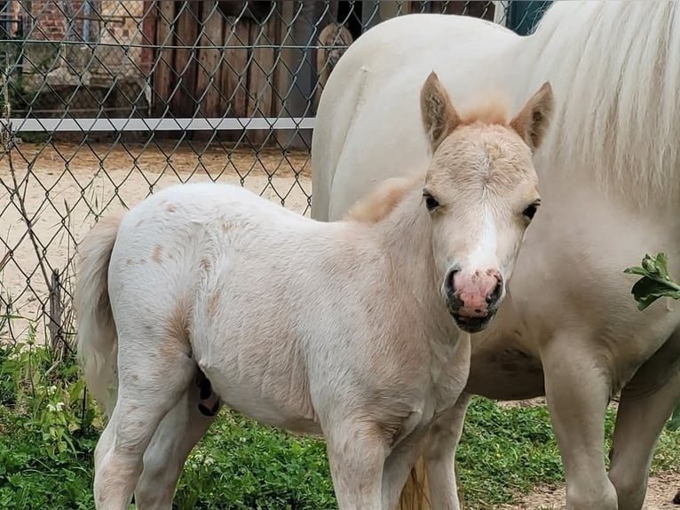 Shetland Ponys Hengst 1 Jahr 80 cm Tigerschecke in Wabern