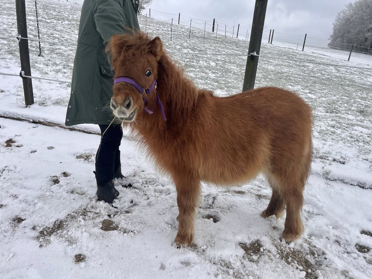 Shetland Ponys Hengst 1 Jahr 87 cm Fuchs in Elixhausen