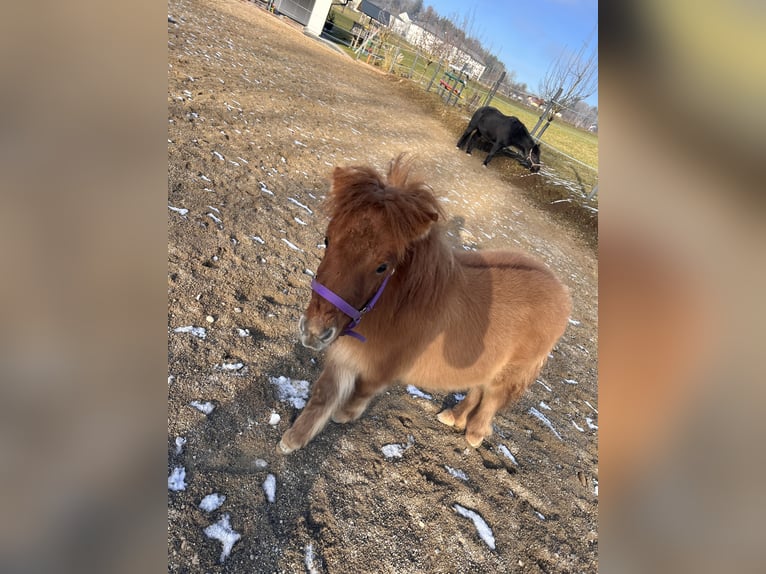 Shetland Ponys Hengst 1 Jahr 87 cm Fuchs in Elixhausen